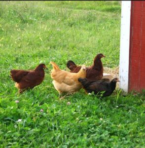 A local organic farmer thinks out of the box with veggie boxes idea